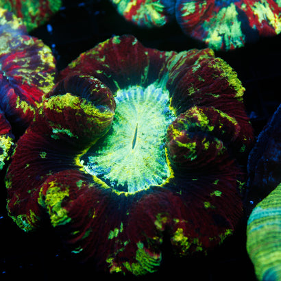 Ultra Rainbow Trachy