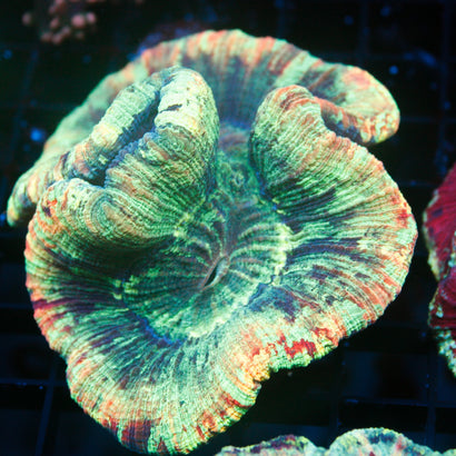 Ultra Rainbow Trachy