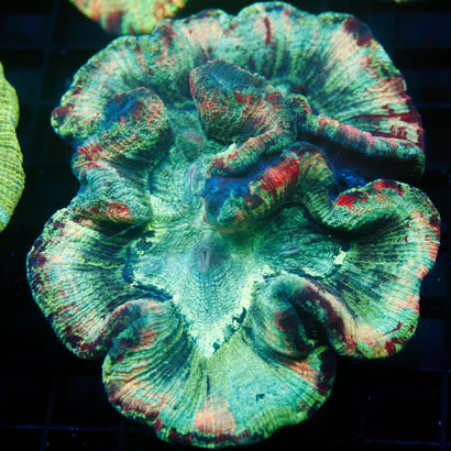 Ultra Rainbow Trachy