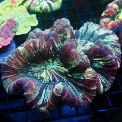 Ultra Rainbow Trachy