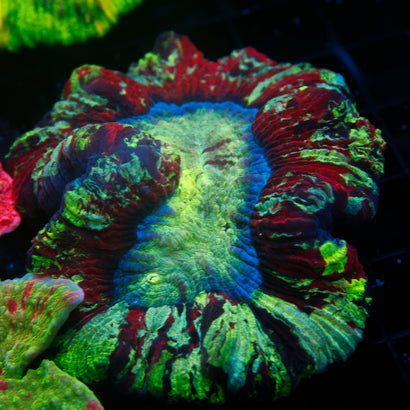 Ultra Rainbow Trachy