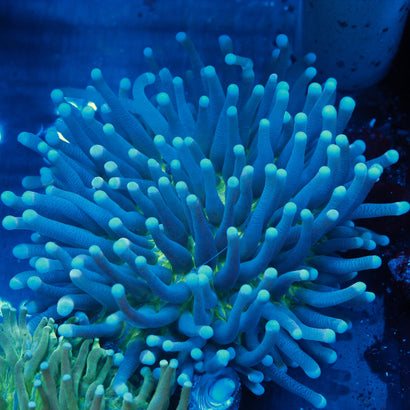 Neon Green Center Plate Coral