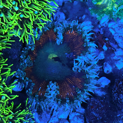 JC Ultra Rock Flower Anemone