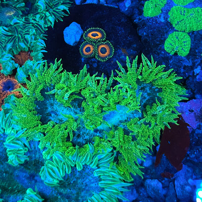 JC Ultra Rock Flower Anemone