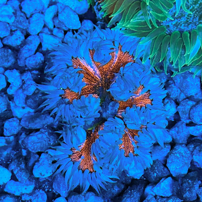 JC Ultra Rock Flower Anemone