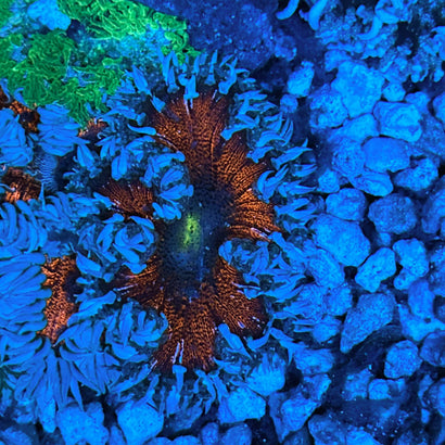 JC Ultra Rock Flower Anemone