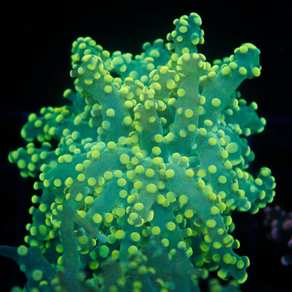 JC Yellow Tip Octospawn