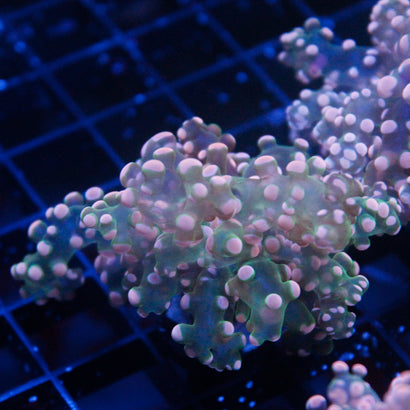 JC Orange Tip Octo