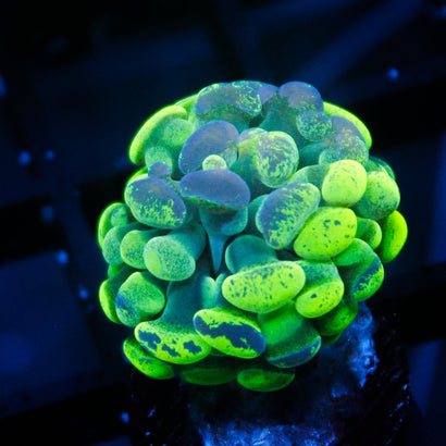 JC Ultra Splatter Hammer