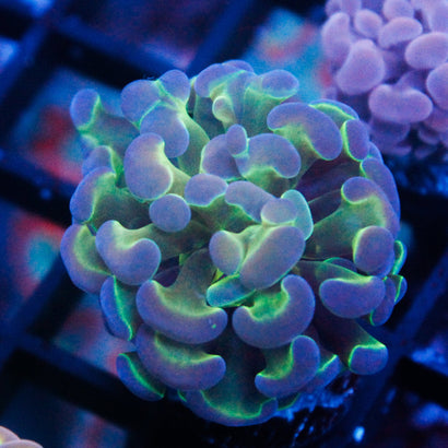 JC Ultra Hologram Hammer