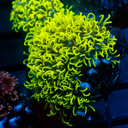 JC GSP