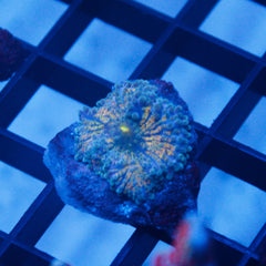 shopify auction