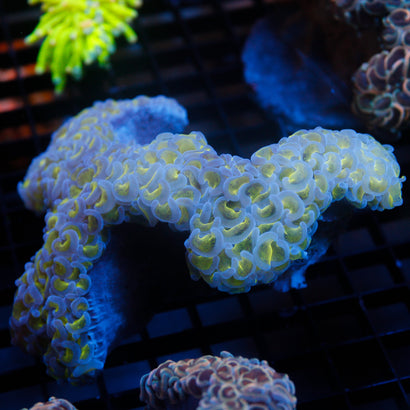 JC Bicolor Wall Hammer