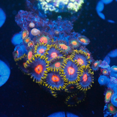JC Zoa Frag
