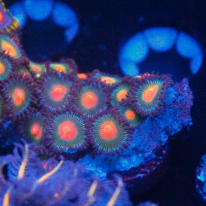 JC Zoa Frag