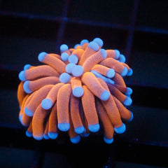 shopify auction