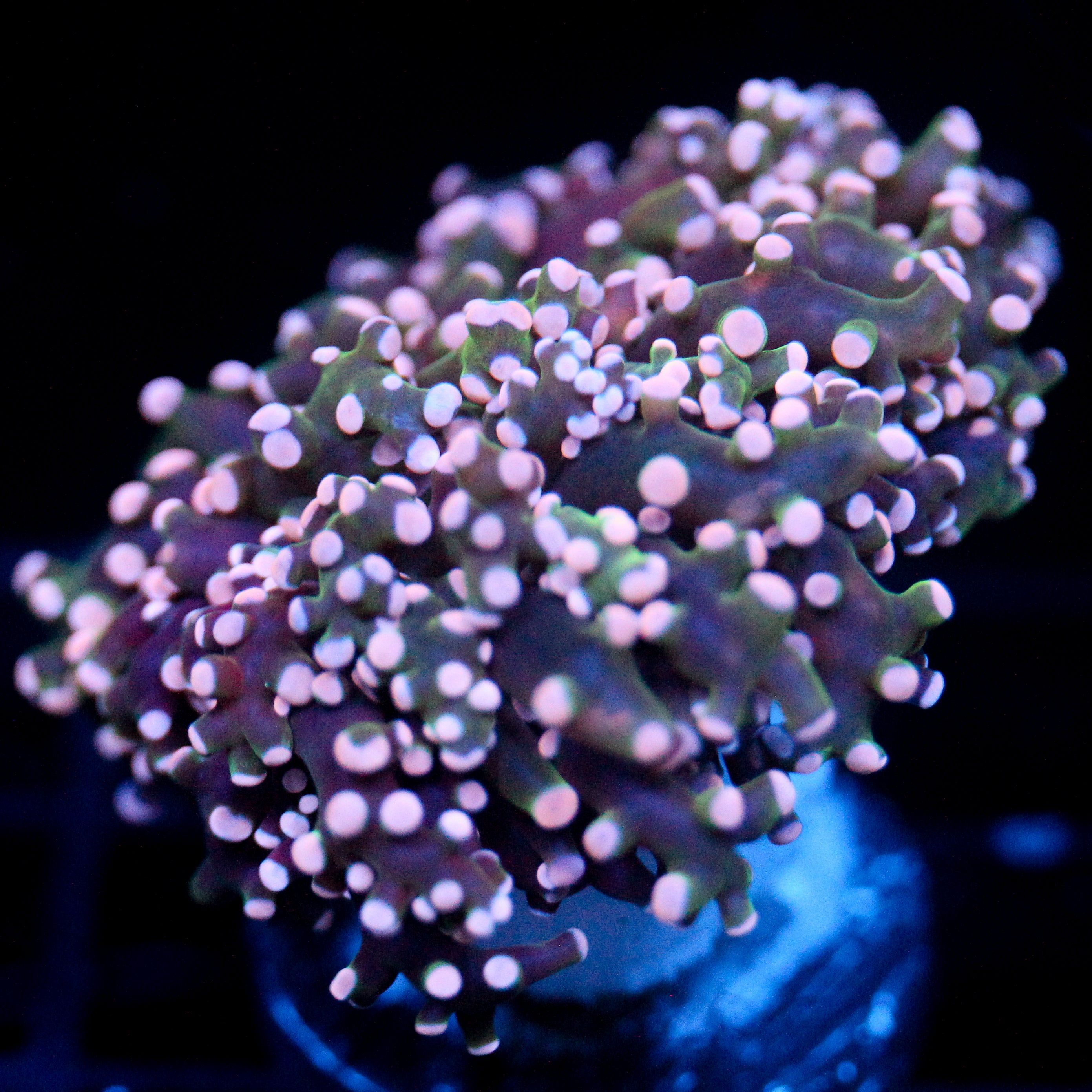 JC Pink Tip Octo