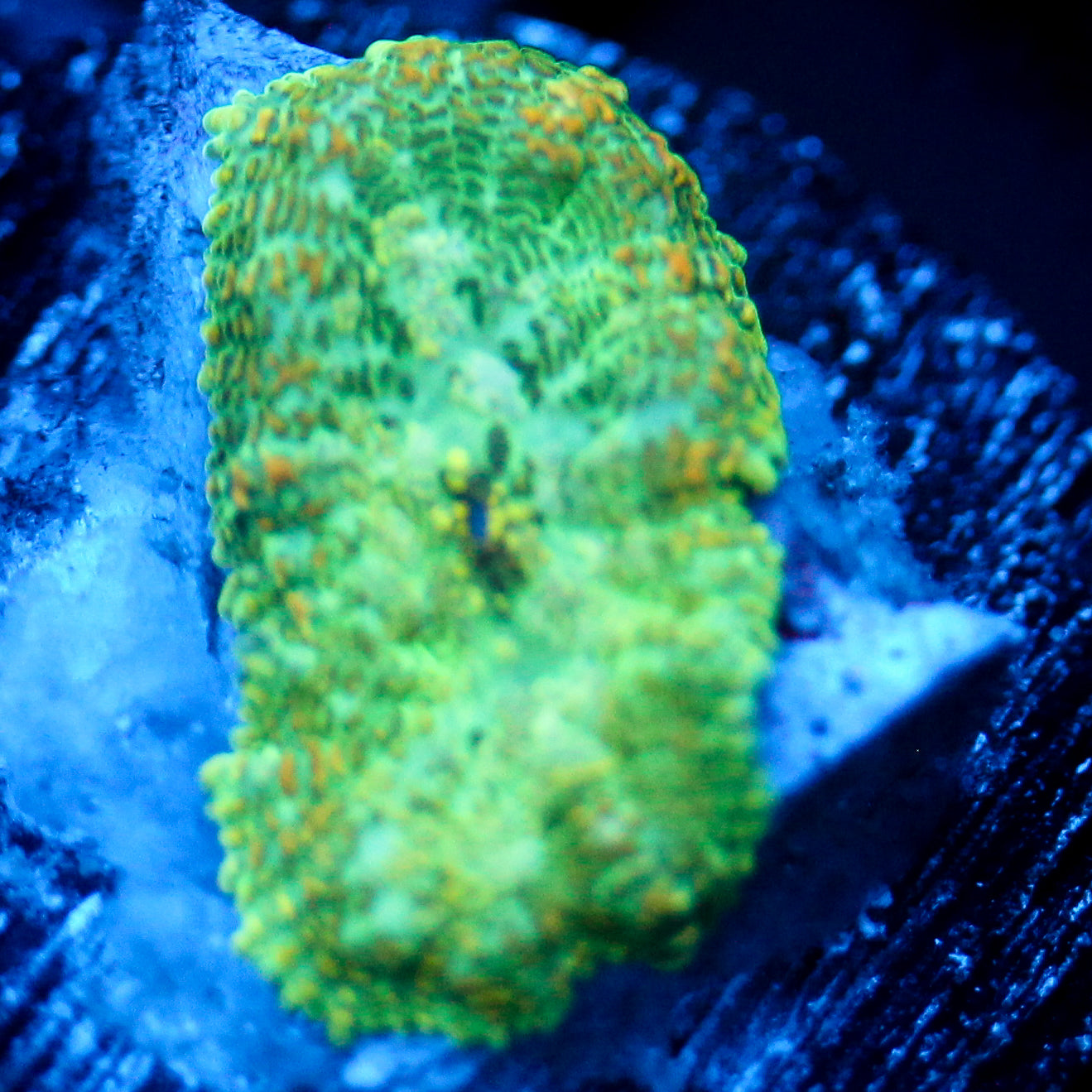 JC Lush Biome Rhodactis