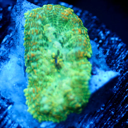 JC Lush Biome Rhodactis