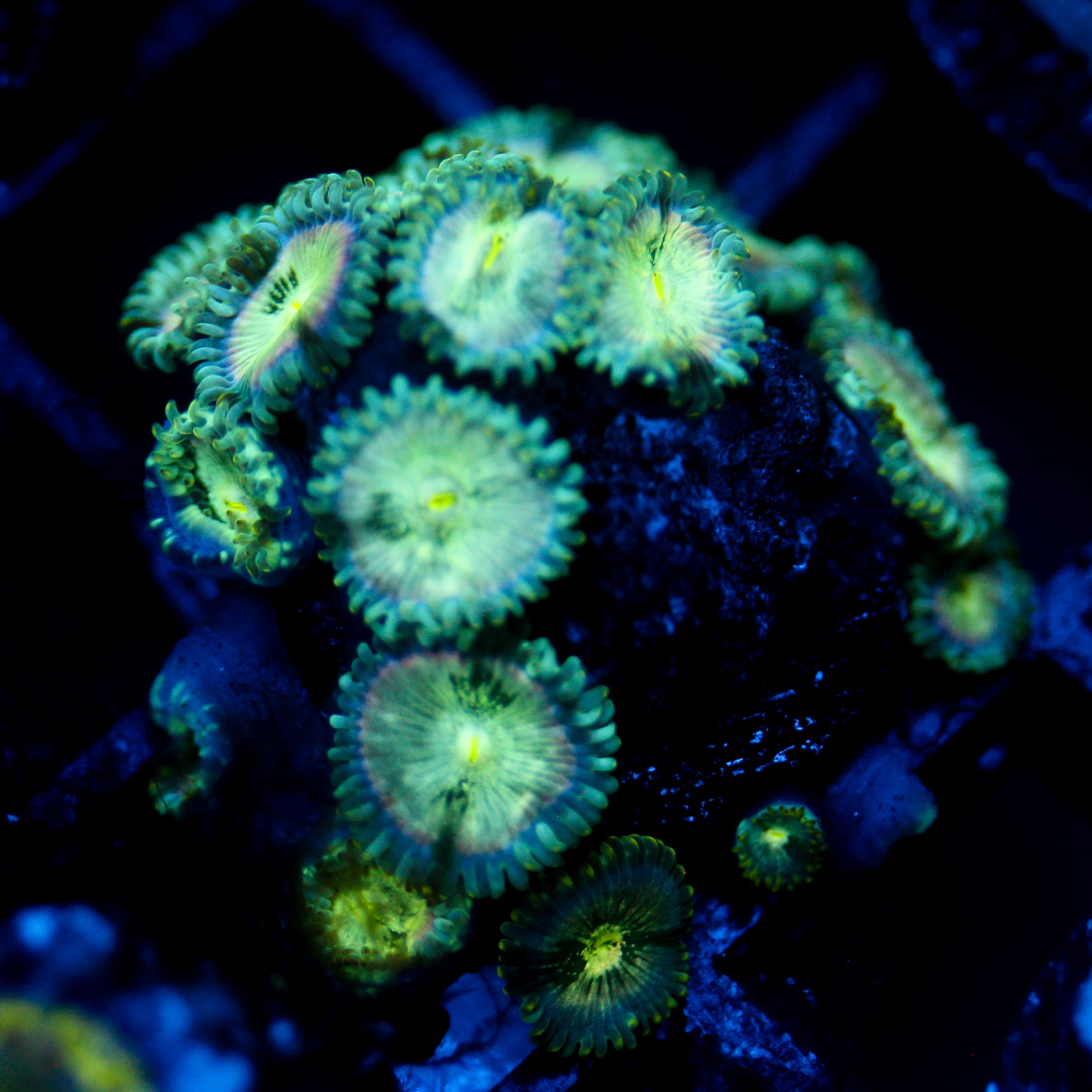 JC Hawaiian Ding Dang Zoanthid