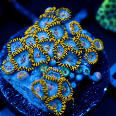 JC Blue Beast Zoanthid
