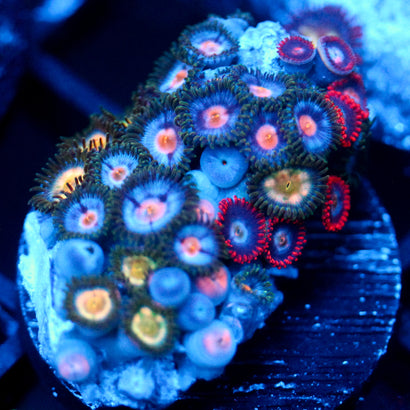 JC Zoa Garden Seed