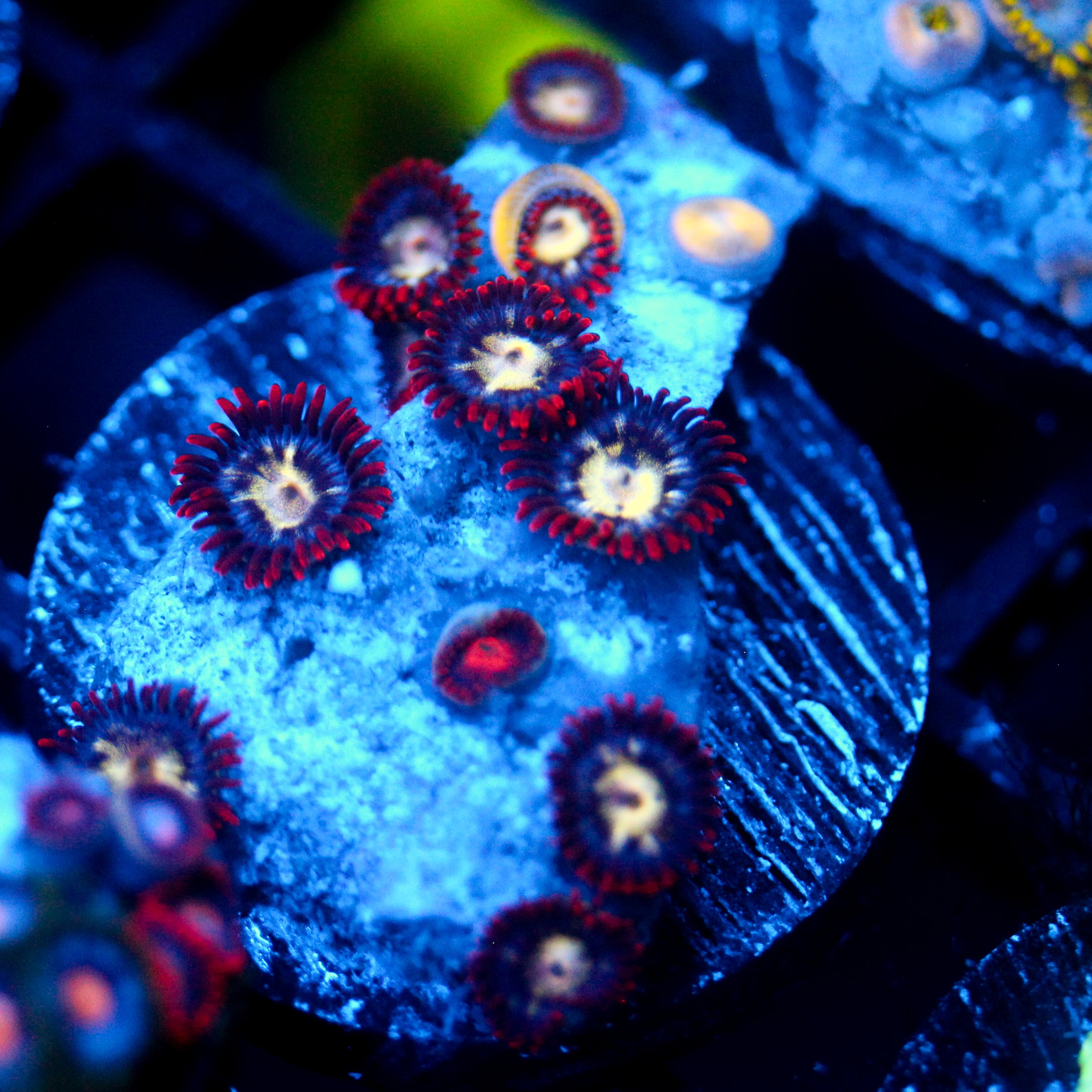 JC Crimson Greed Zoanthid