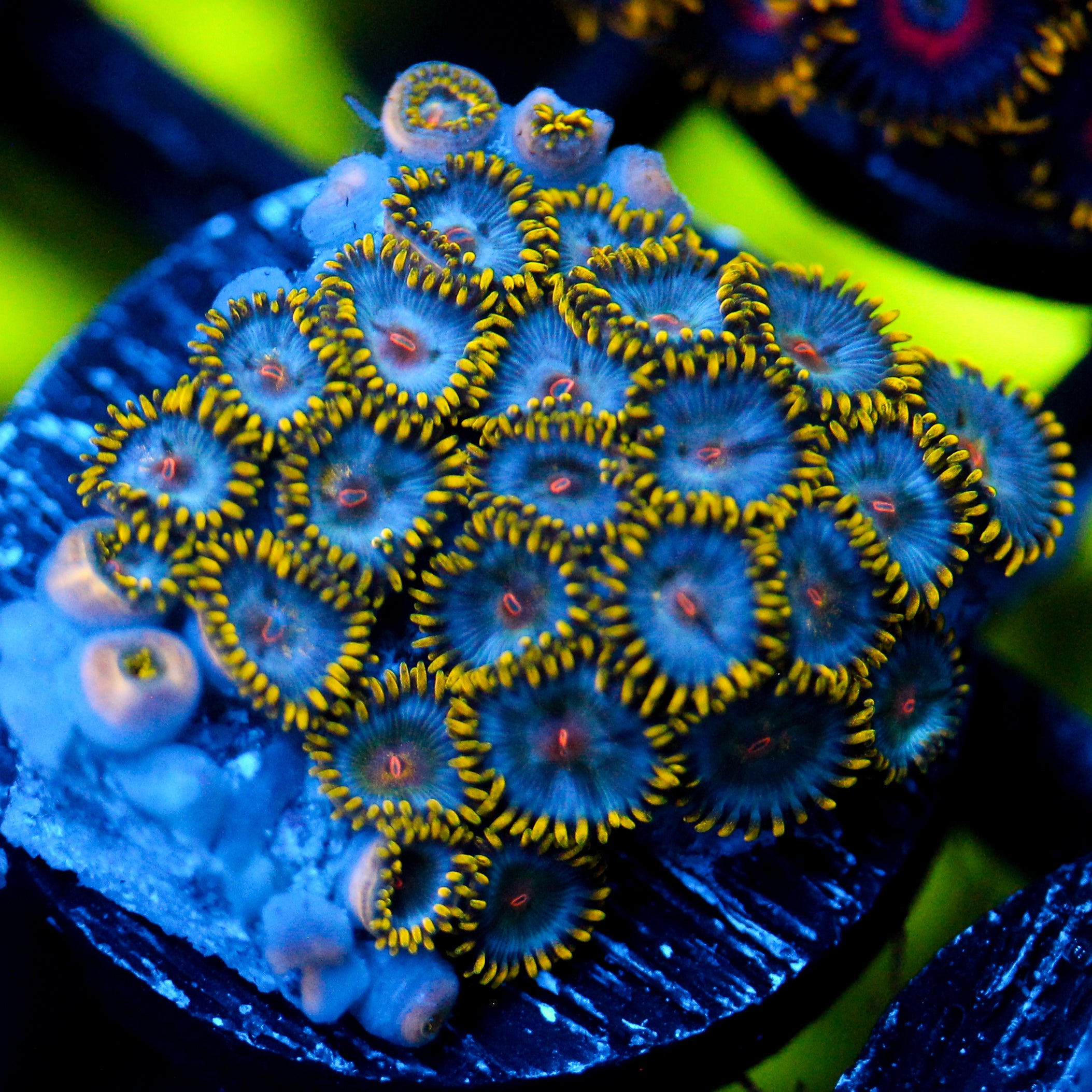 JC Blue Beast Zoanthid