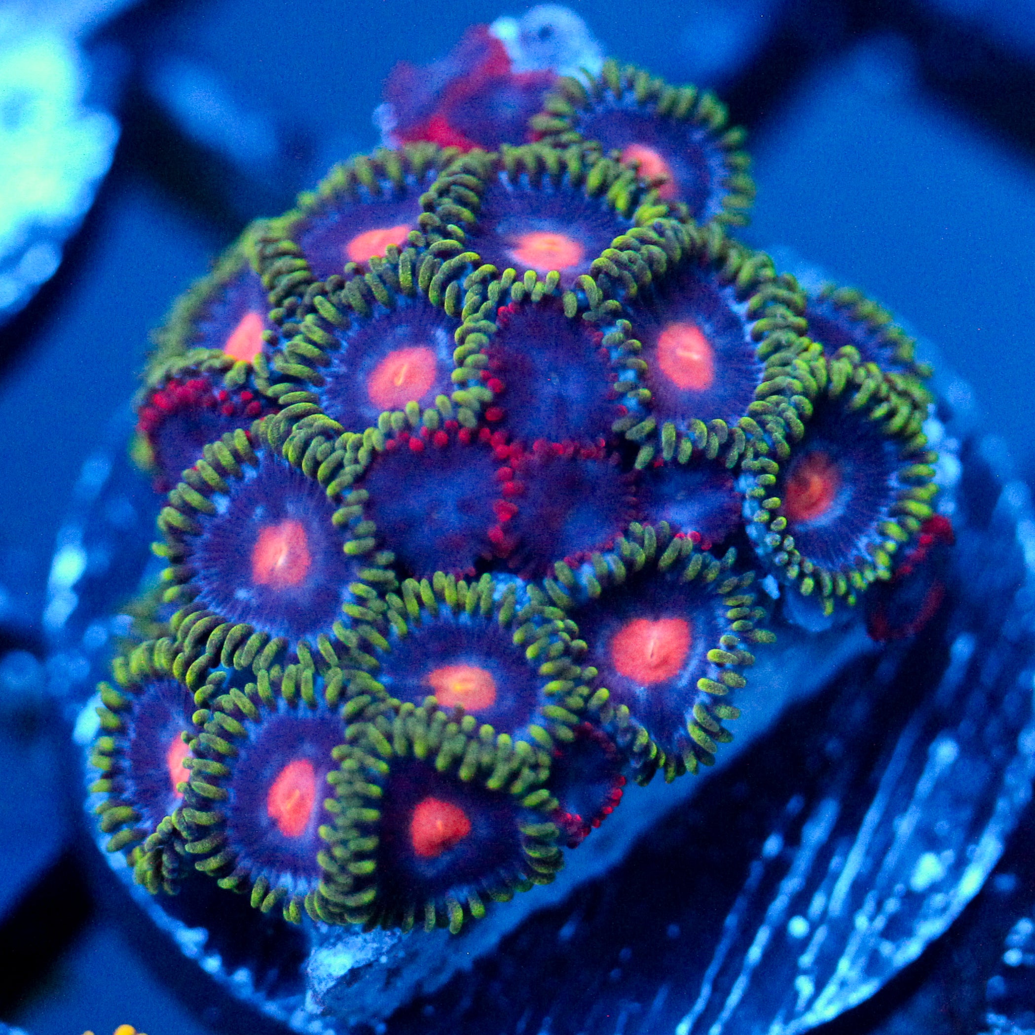 JC Green Crawler Zoanthid
