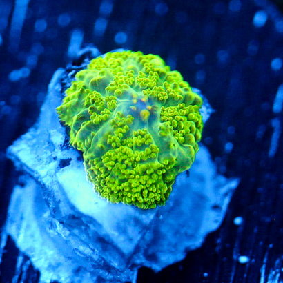 JC Neon Green Rhodactis