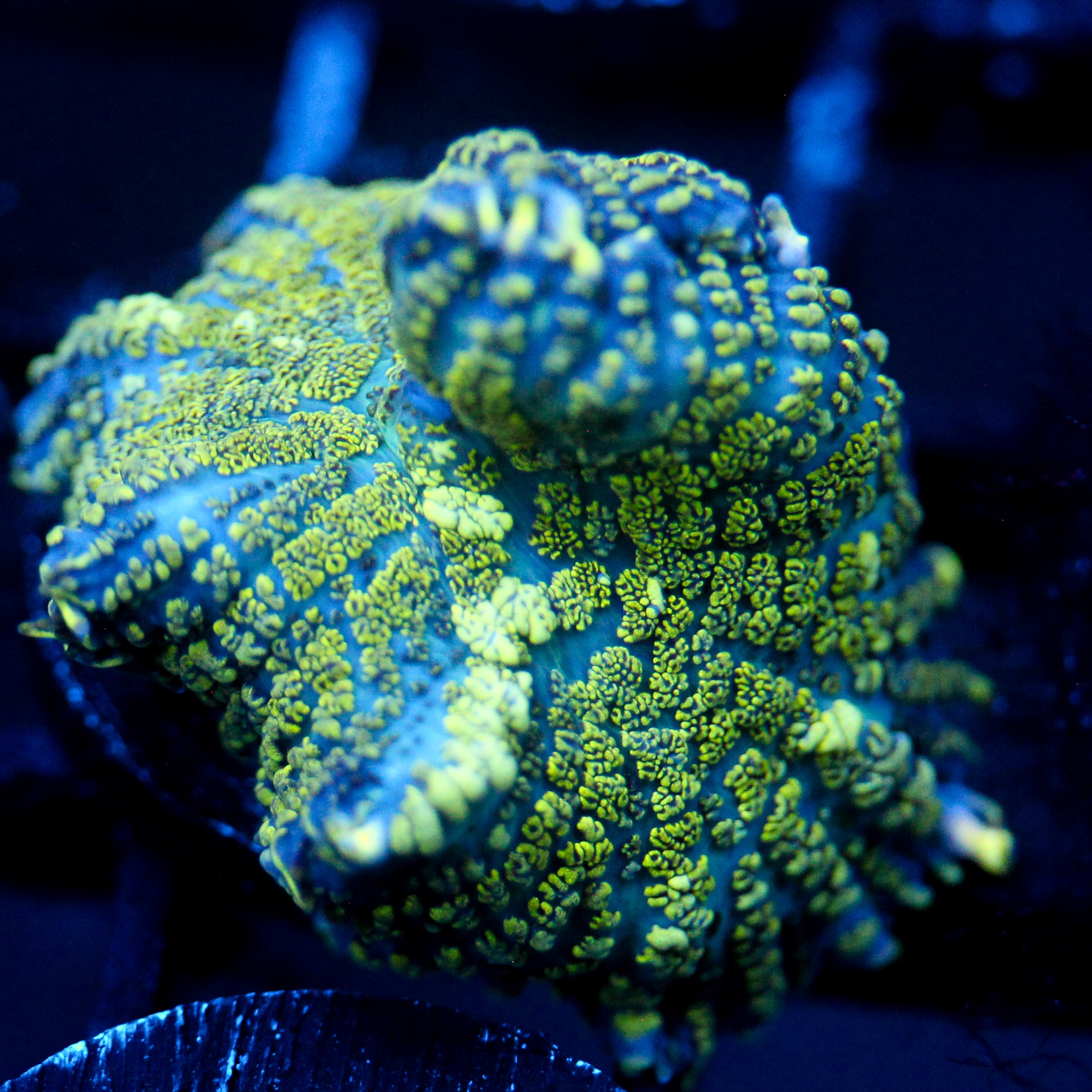 JC Uranium Fever Rhodactis