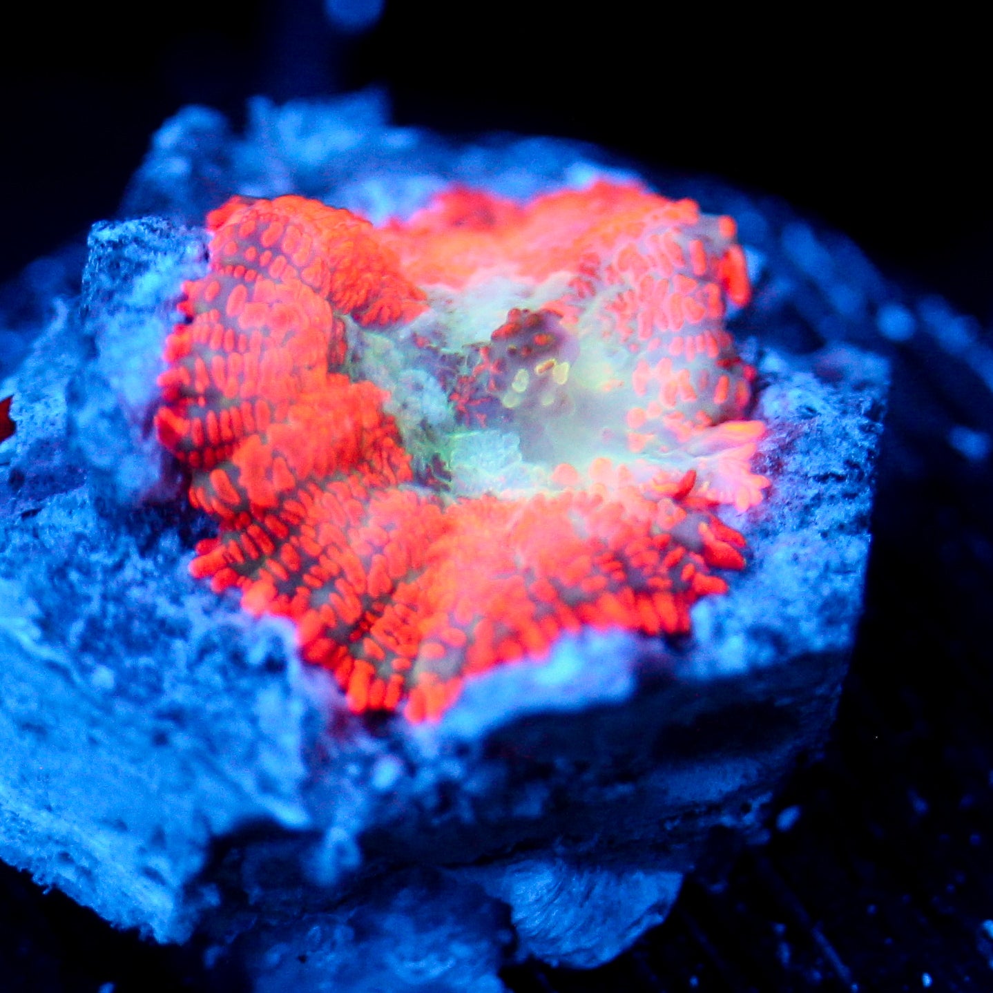 JC Highlighter Rhodactis