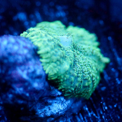 JC Minty Rhodactis