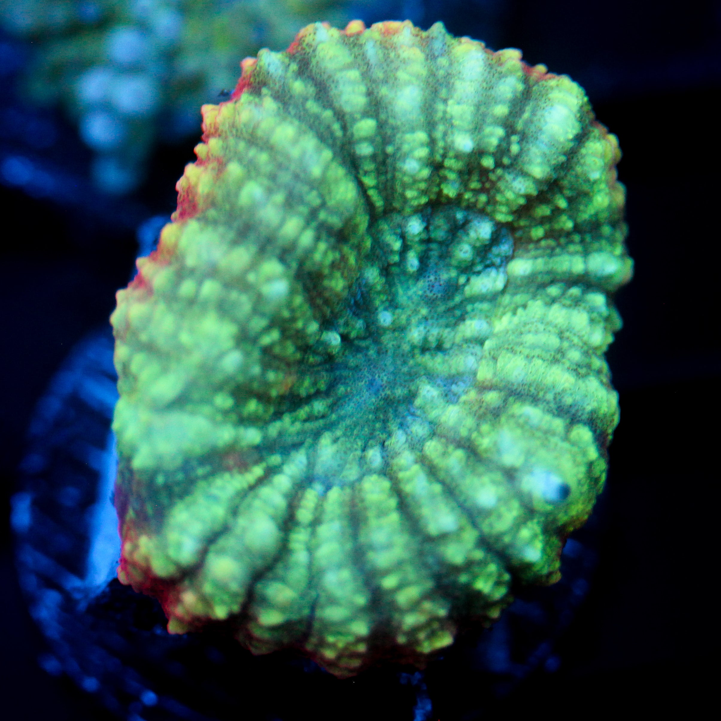 JC Watermelon Sugar Lobo Frag