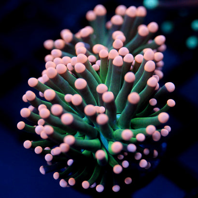 JC Pink Tip Hurricane splitting