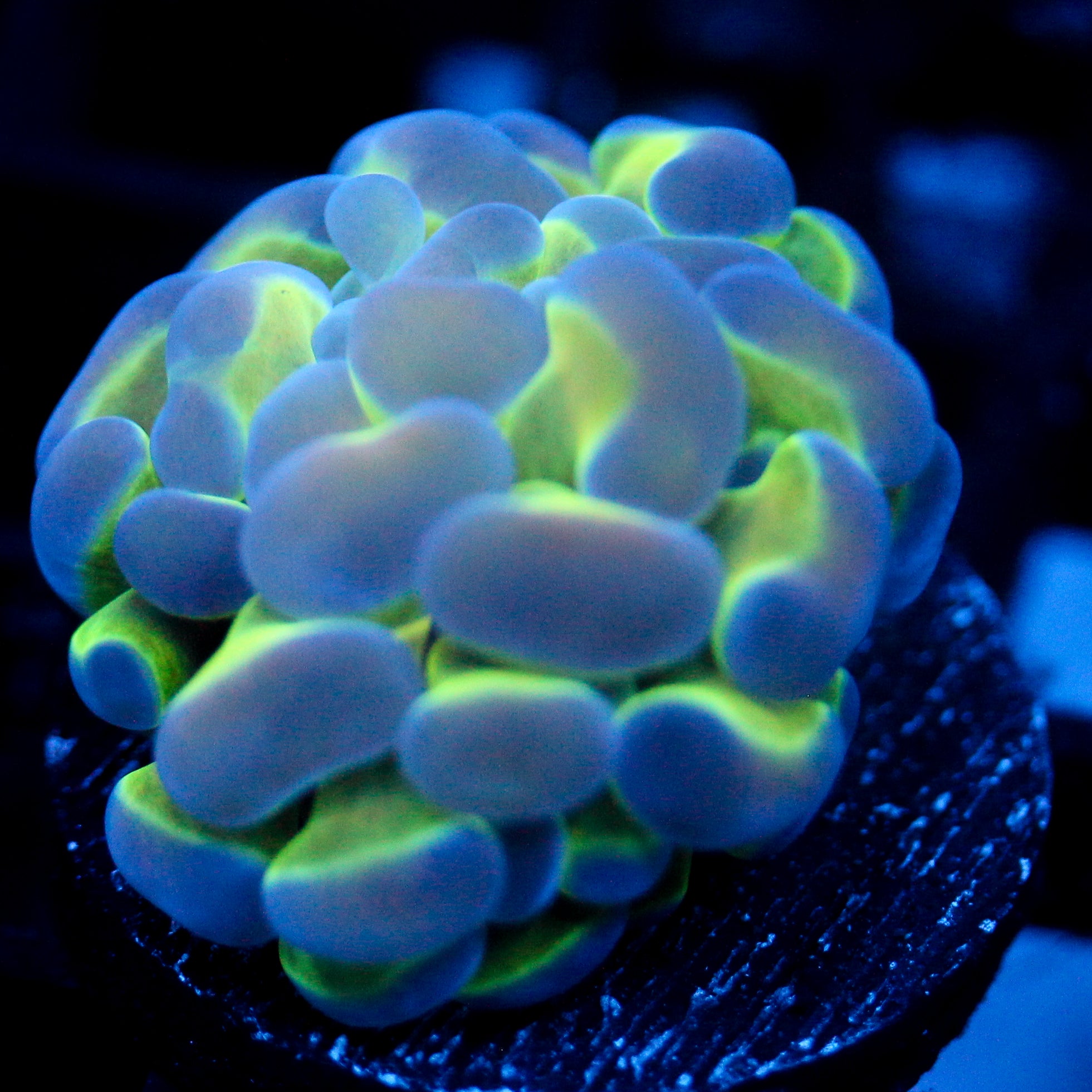 JC Hologram Hammer