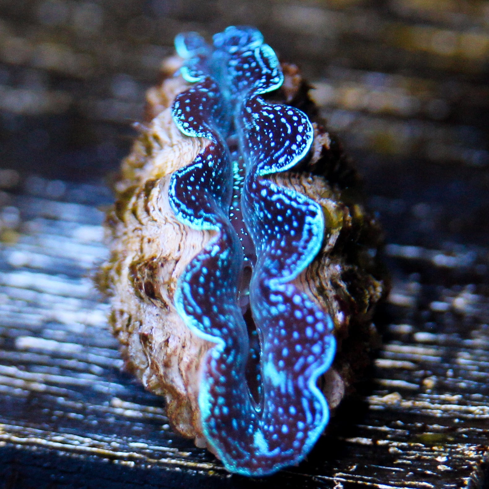 JC Starlight Crocea