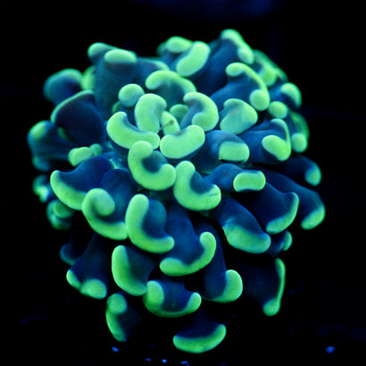 JC Blue Bouquet Hammer