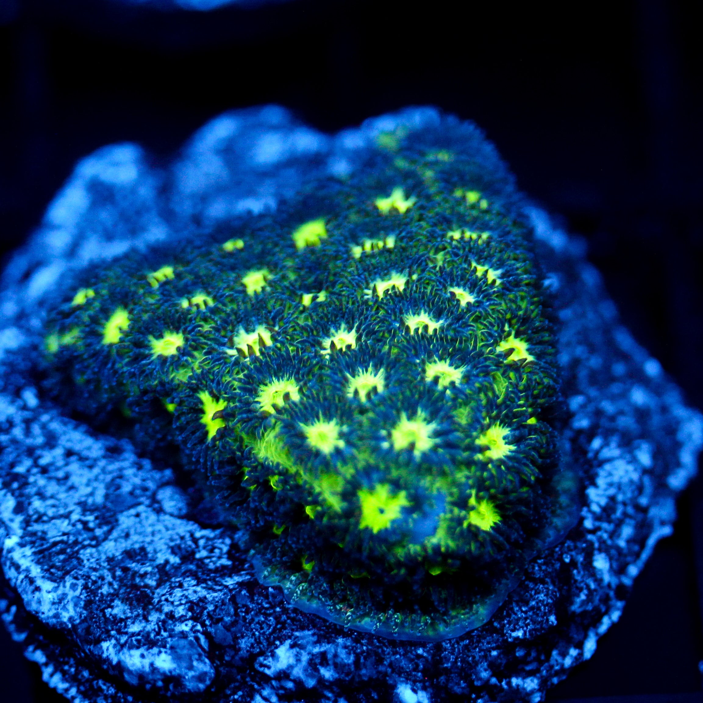 JC Spooky Leptastrea