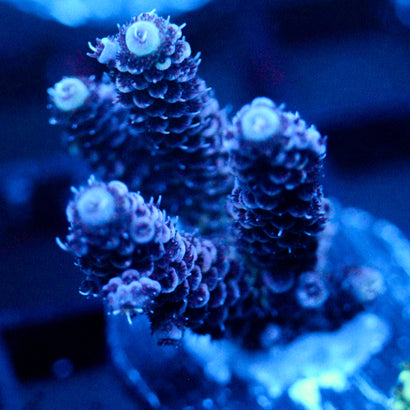 JC Purple Pillars
