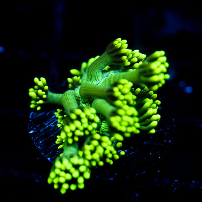JC Green Freak Goni