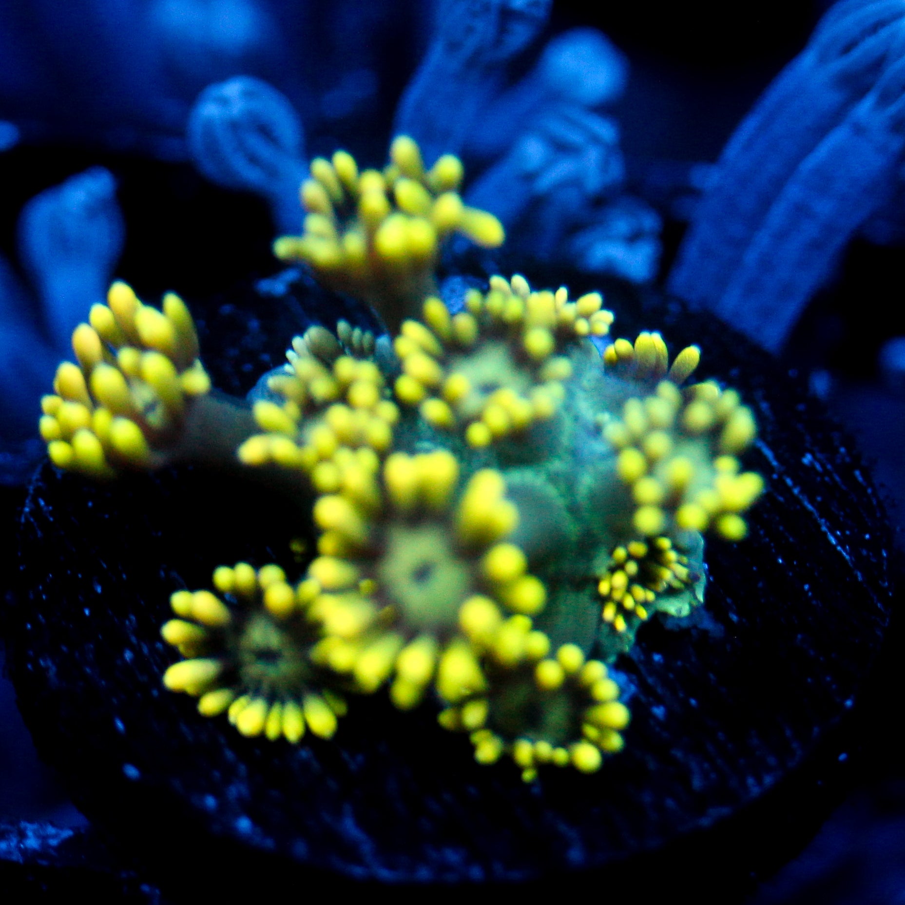 JC Yellow Freeze Goni Last one