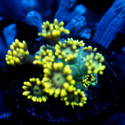 JC Yellow Freeze Goni Last one