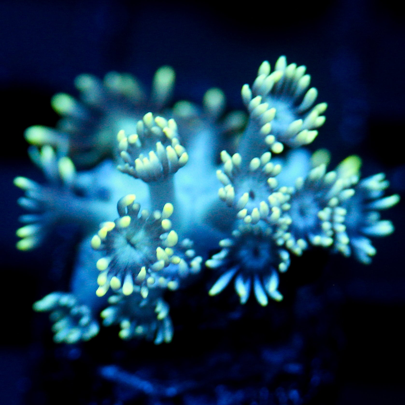 JC Electric Petals Goni