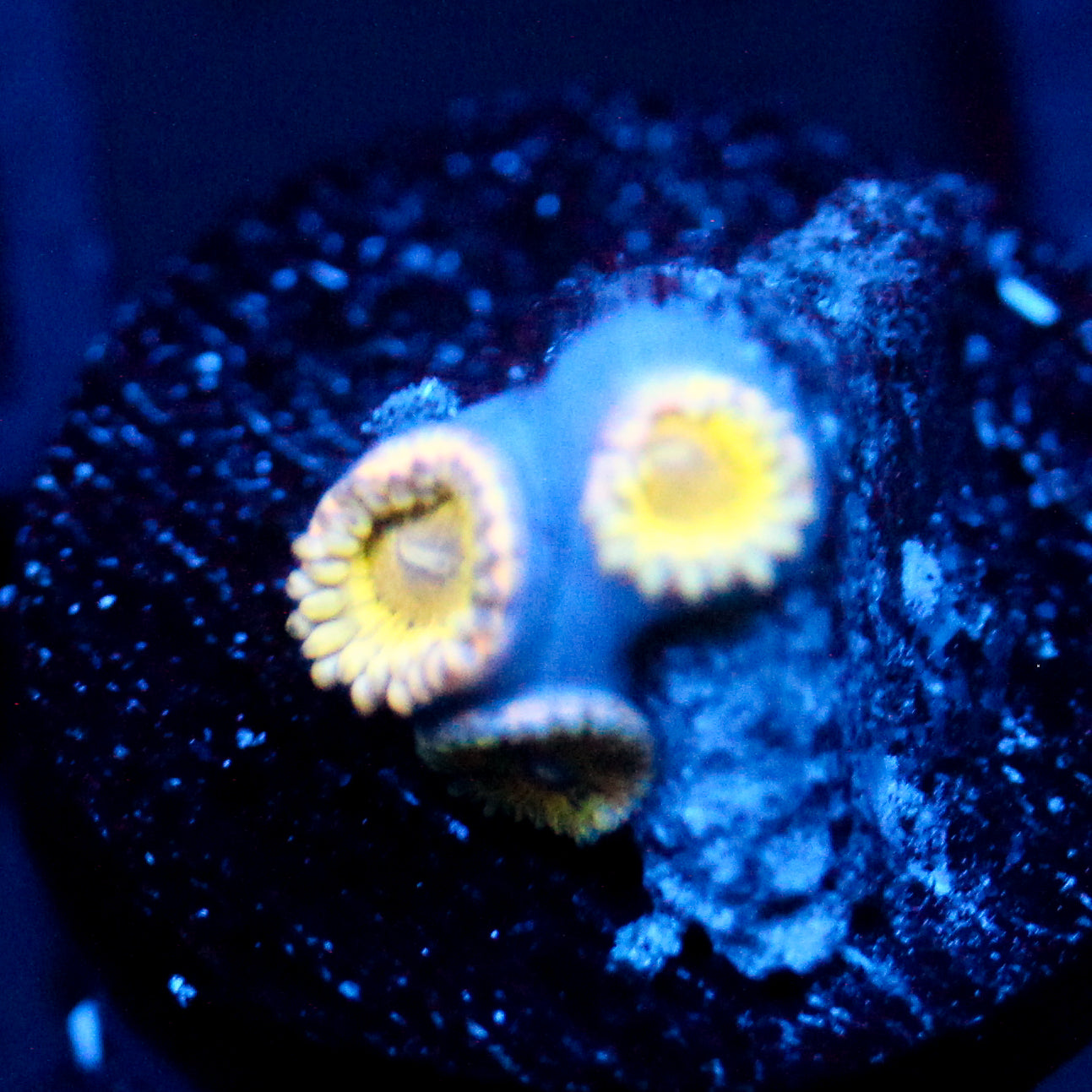 JC Lemon Head Zoanthid