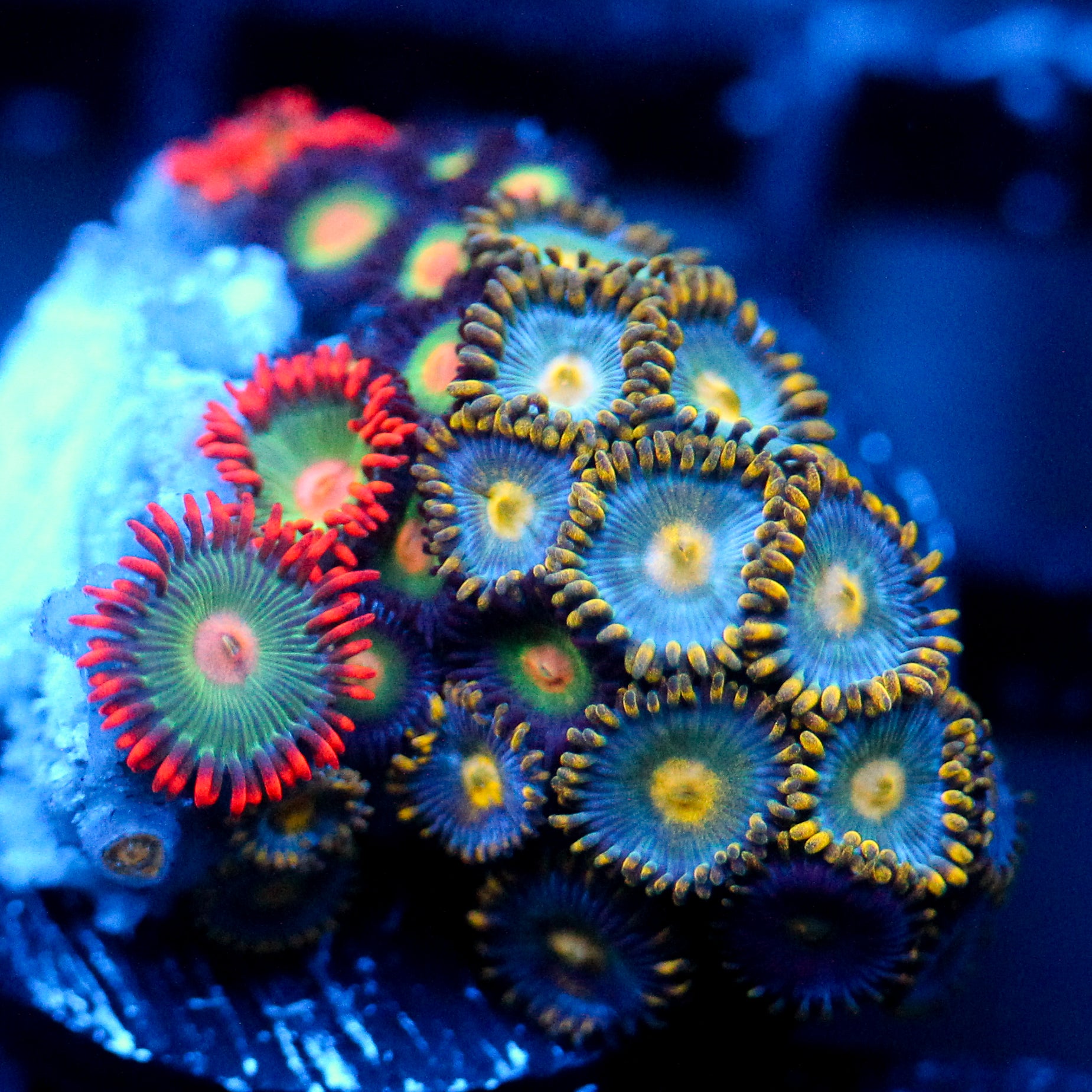 JC Zoa Garden Seed