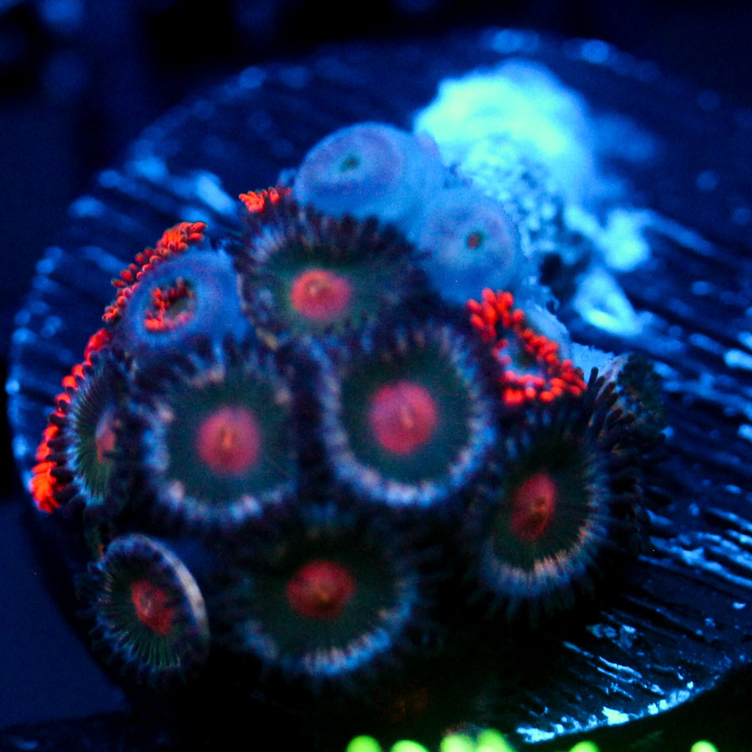 JC Insanity Zoanthid Mix