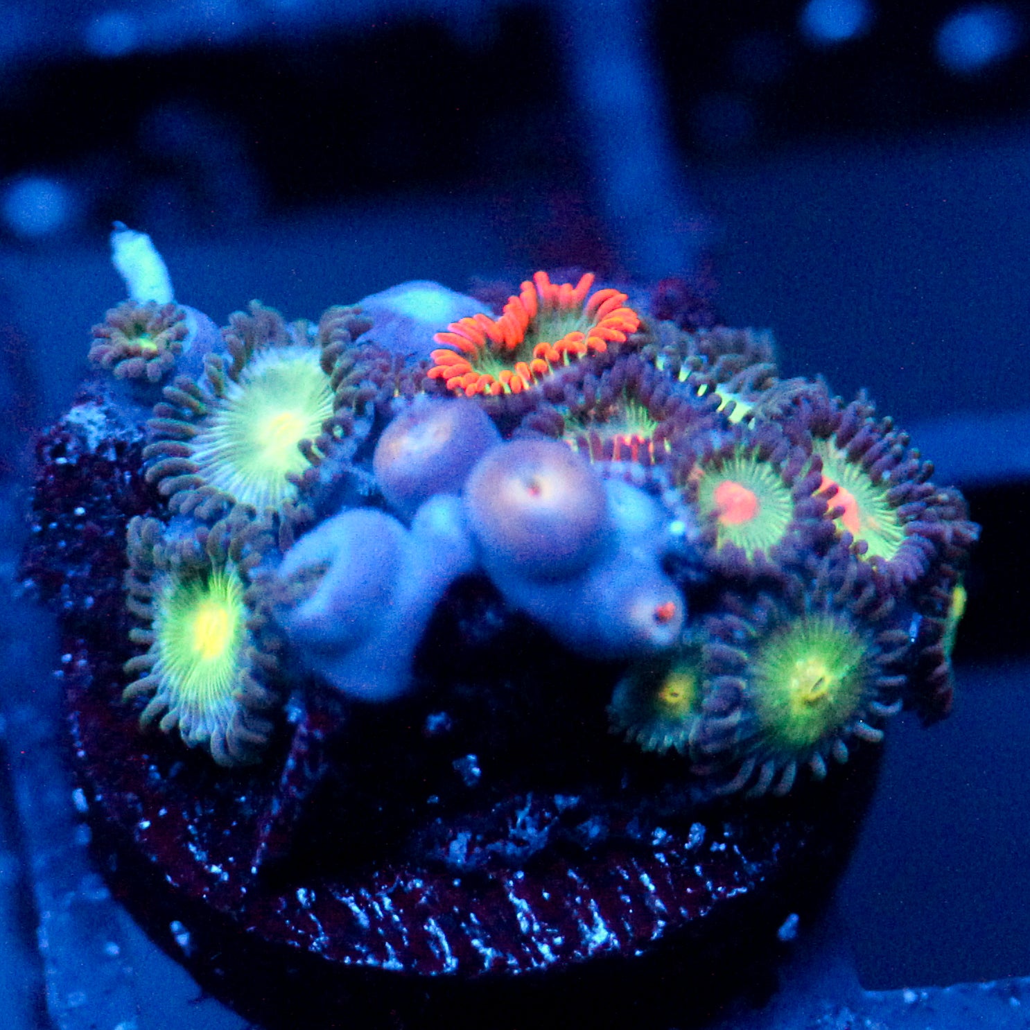 JC Birthstone Zoanthid Mix