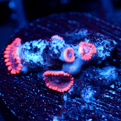 JC Typhloshion Zoanthid