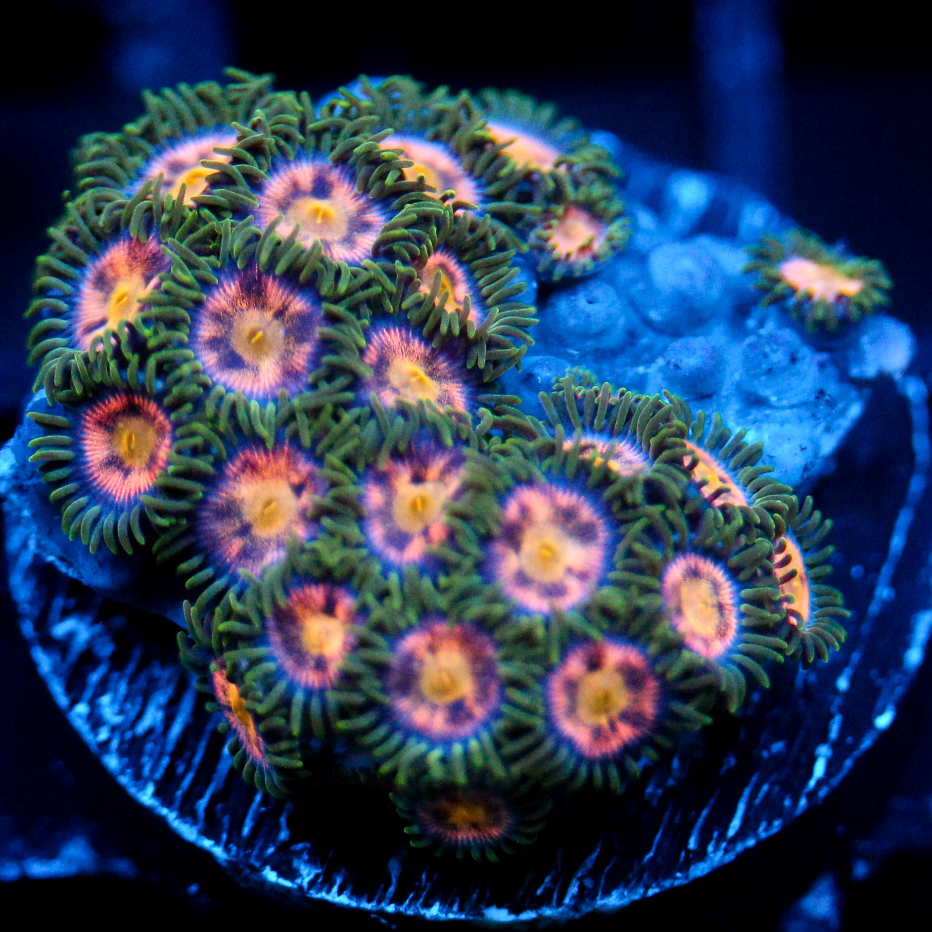 JC Garden of Eden Zoanthid